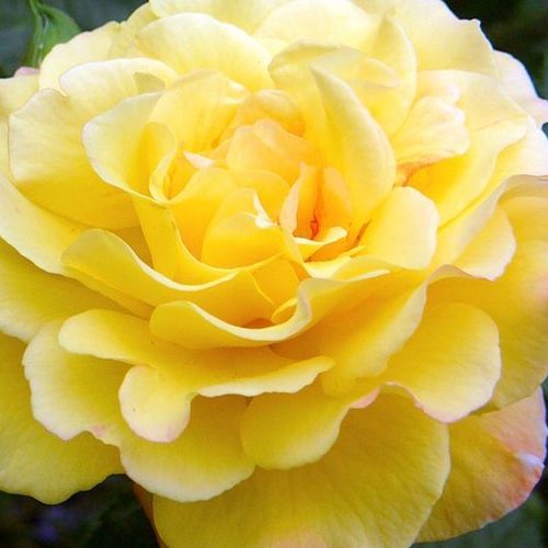 Rosa Rugelda ® - trandafir cu parfum discret - Trandafir copac cu trunchi înalt - cu flori în buchet - galben - W. Kordes & Sons - coroană tufiș - ,-